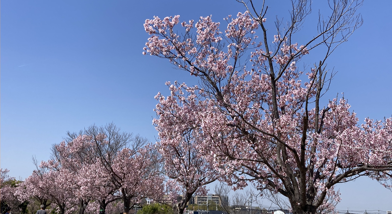 桜も咲いて４月になりました！！